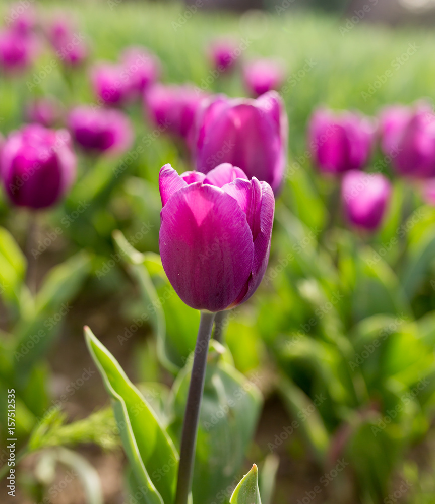 Beautiful purple tulips in nature Beautiful purple tulips in nature