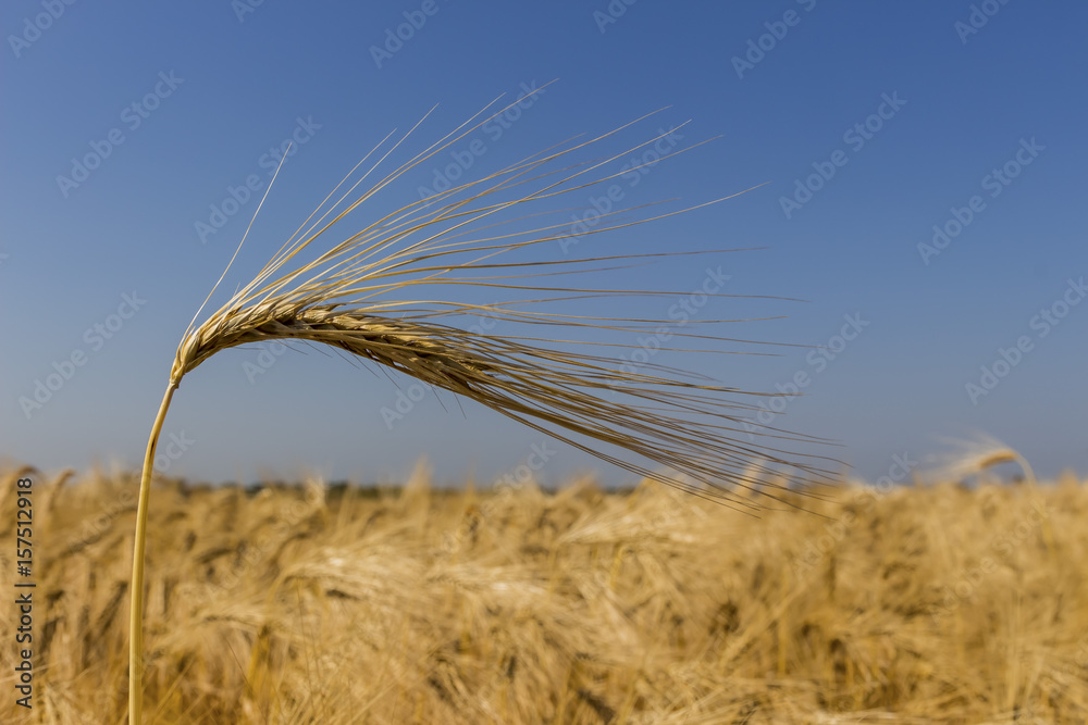 barley field before harvest barley field before harvest