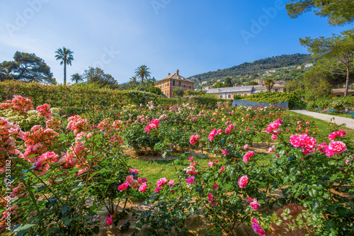 Colorful rose garden 