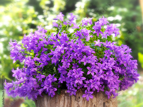 Dalmatian bellflower (Campanula Portenschlagiana) on stump in garden