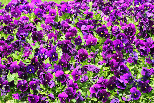 Violet petunia flowers