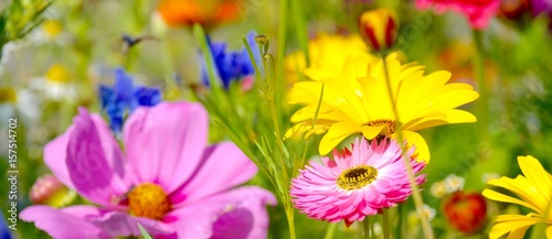 Blumenwiese - Hintergrund P...