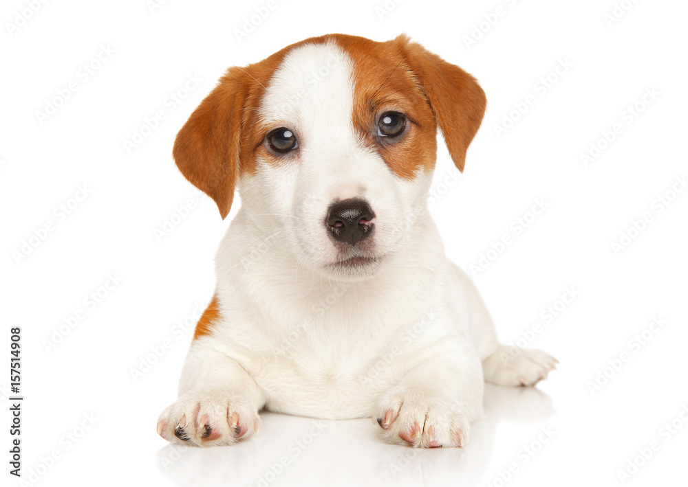 Jack Russell terrier on white