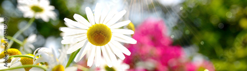 Sommerblumen - Hintergrund ...