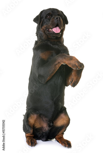 rottweiler standing up