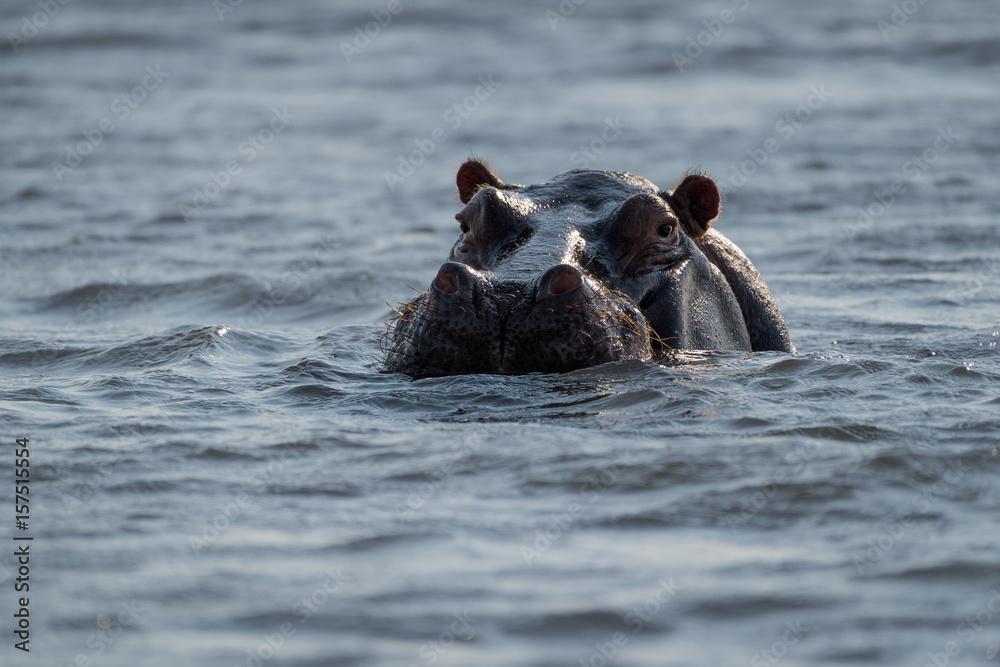 Fototapeta premium Hippopotamus (Hippopotamus amphibius) in the Chobe River at Kasane, Botswana