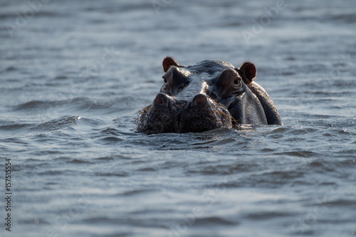 Hippopotamus (Hippopotamus amphibius) in the Chobe River at Kasane, Botswana
