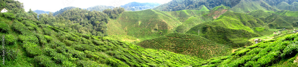 Tea plantation on mountain