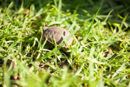 Schildkröte im Gras. © bernhardrogen.com