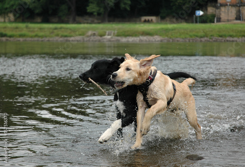 hunde welpen beim spielen photo