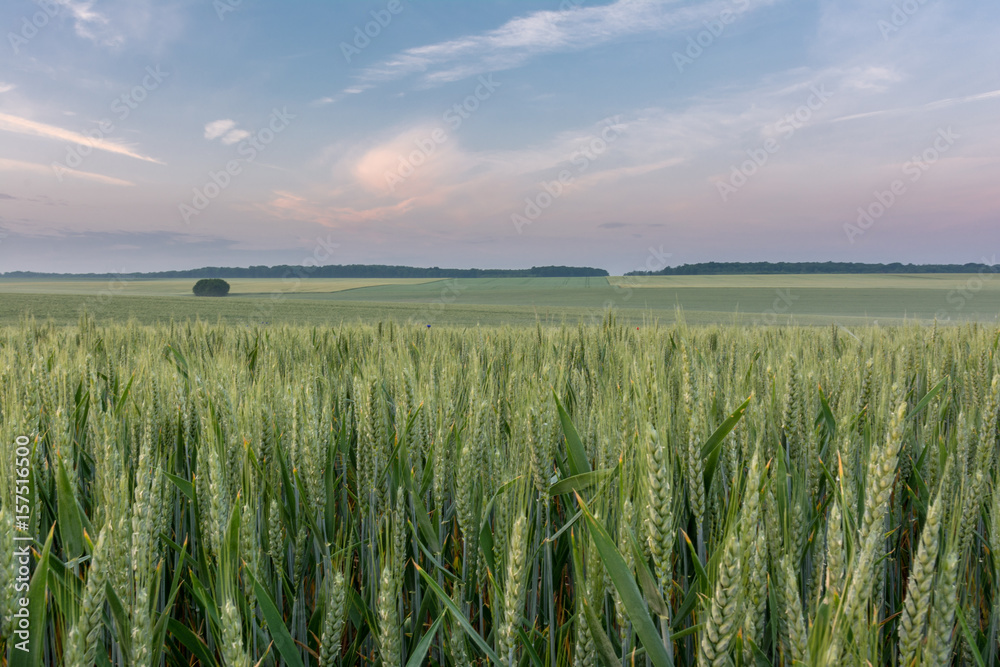Naklejka premium French countryside. Typical landscape with view over the Lorraine wheat fields in dawn.