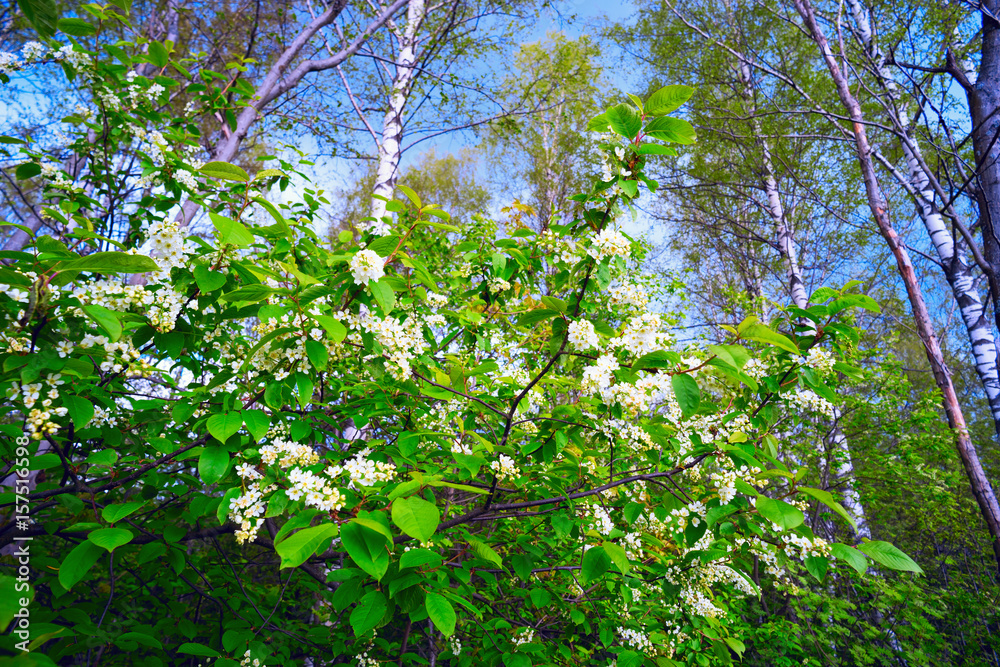 Fototapeta premium The branches of a blossoming bird cherry