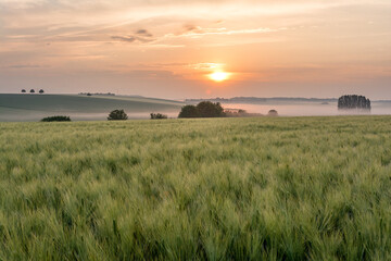 Fotobehang Zomer Franse tarwevelden in Lotharingen bij dageraad  © PhotoGranary