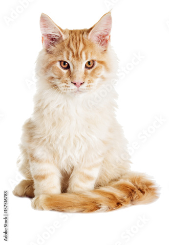 Cat looks, Maine Coon breed