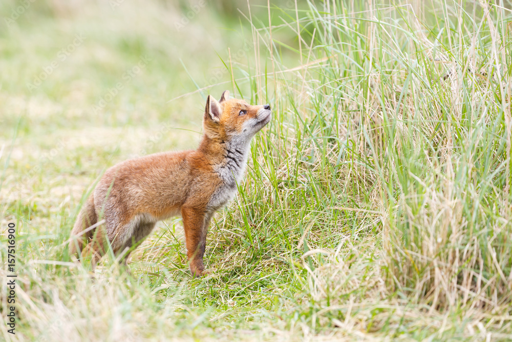 red fox cub red fox cub