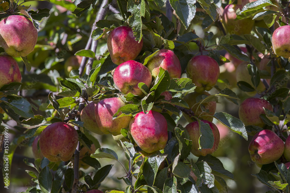 Red apple on tree branch . Himalayas, Nepal Red apple on tree branch . Himalayas, Nepal