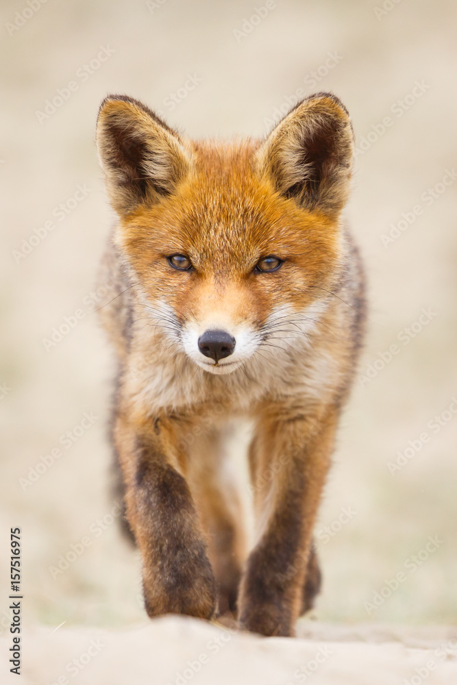 red fox cub red fox cub