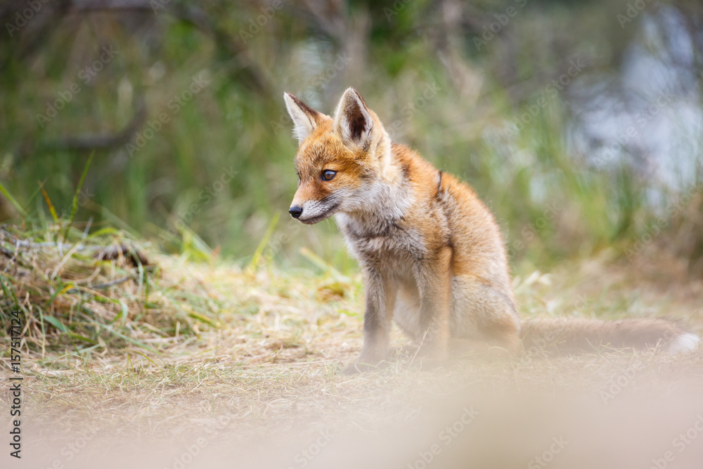 red fox cub red fox cub