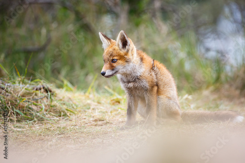 Fototapeta Naklejka Na Ścianę i Meble -  red fox cub