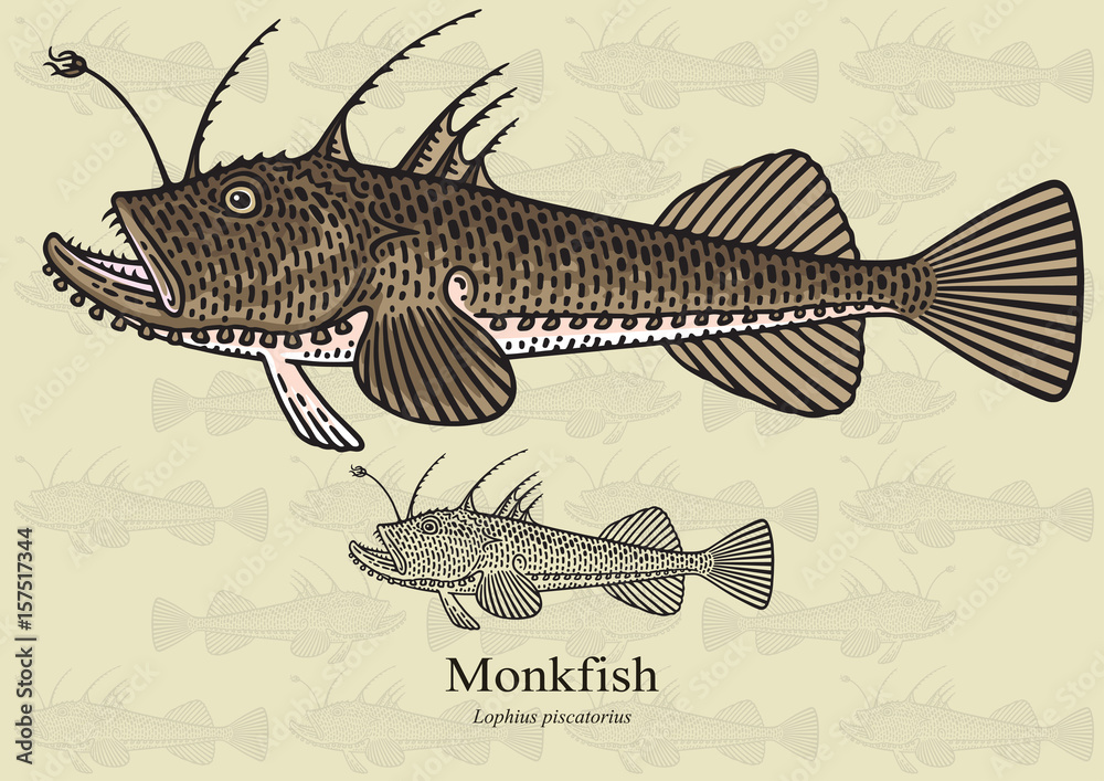Naklejka premium Monkfish, Anglerfish. Vector illustration for artwork in small sizes. Suitable for graphic and packaging design, educational examples, web, etc.