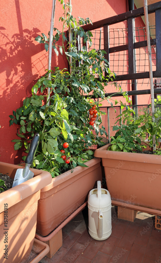 Tomato cultivation in the vases of an urban garden