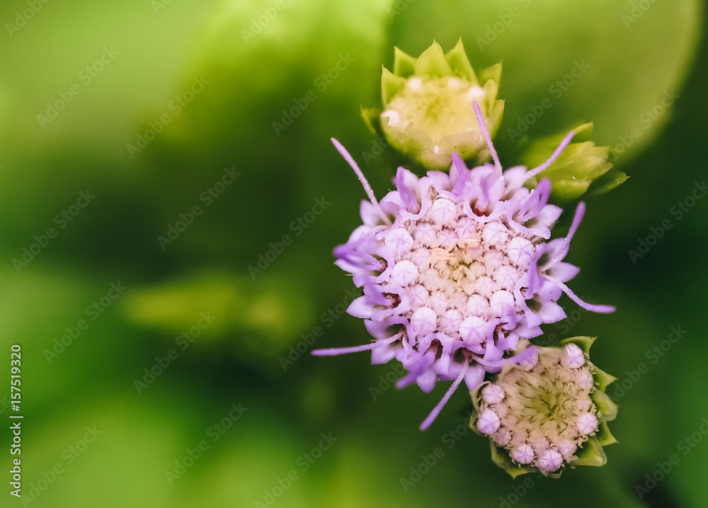 Close up Siam weed, Chromolaena odorata. Close up Siam weed, Chromolaena odorata.