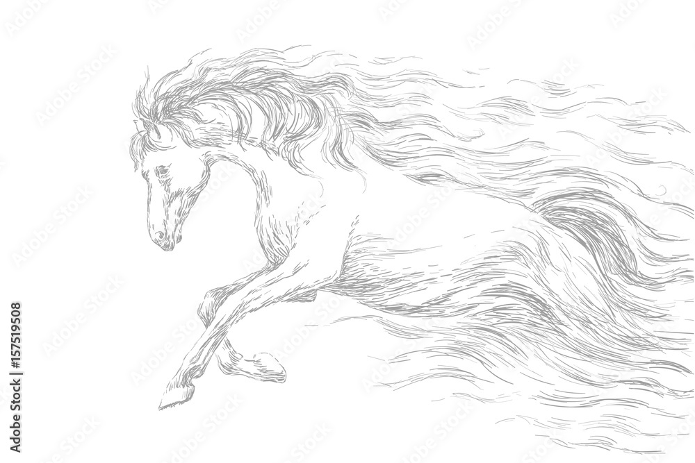 Running Horse Line Drawing Gray Pencil Sketch Vector Illustration Stock Vector Adobe Stock