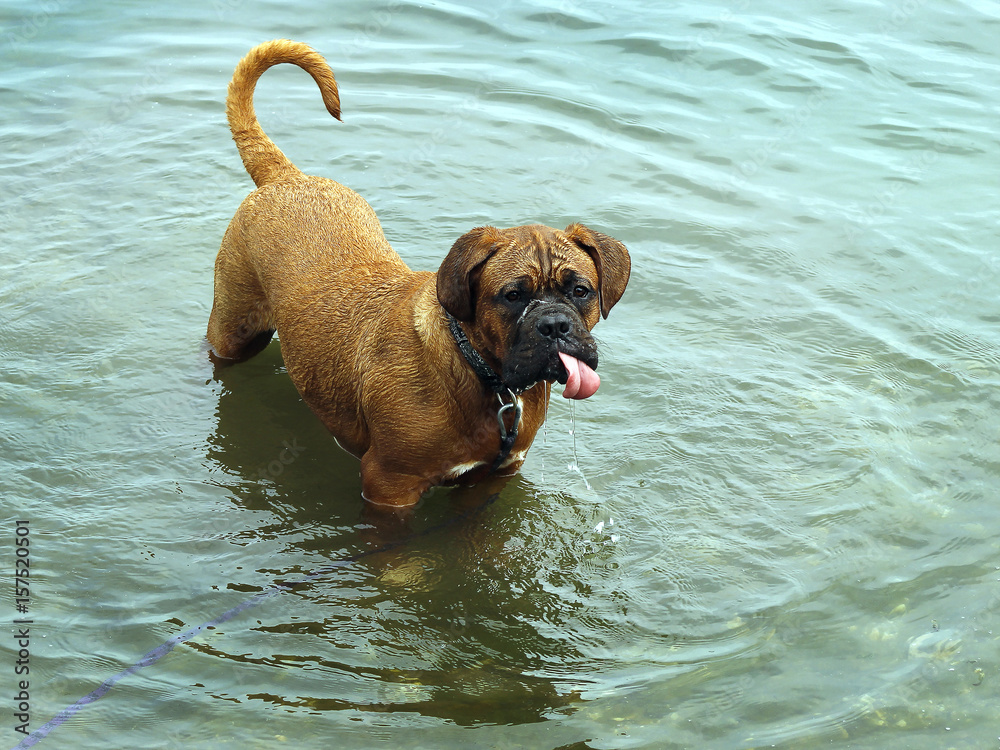 Bordeaux Doga - Playing in Water