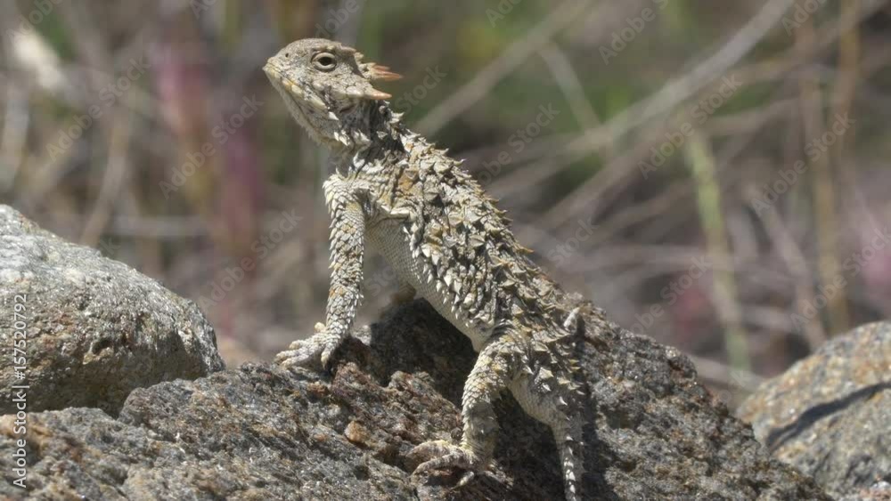 Desert Horned Lizard Desert Horned Lizard