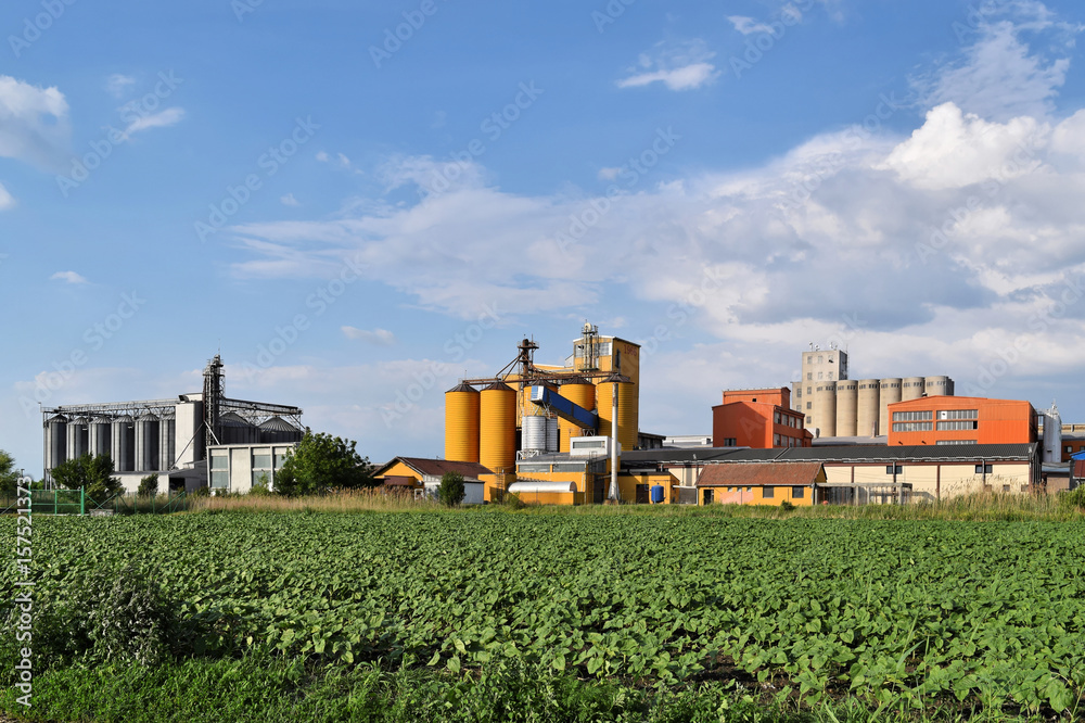 Three silos and young sunflower field in springtime Three silos and young sunflower field in springtime