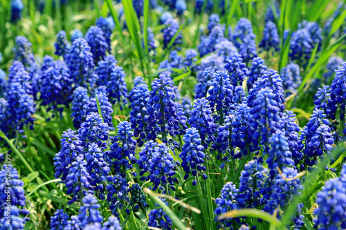 Muscari blue flowers