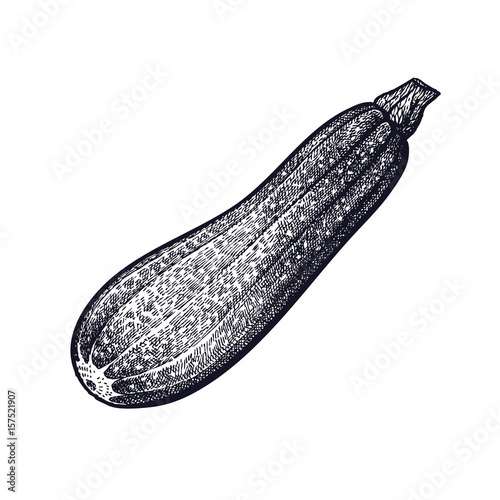 Zucchini. Hand drawing of vegetable. Vector art illustration. Isolated image of black ink on white background. Vintage engraving. Kitchen design for decoration recipes, menus, signage shops, markets
