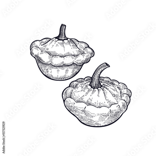 Bush pumpkin. Hand drawing of vegetable. Vector art illustration. Isolated image of black ink on white background. Vintage engraving. Kitchen design for decoration recipes, menus, sign shops, markets.