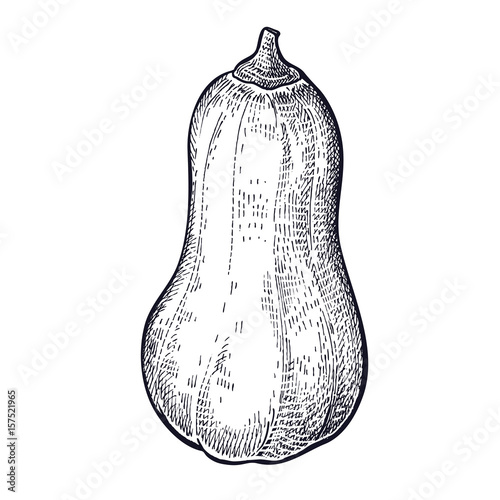 Butternut. Hand drawing of vegetable pumpkin. Vector art illustration. Isolated image of black ink on white background. Vintage engraving. Kitchen design for decoration recipes, menus, shops, markets.