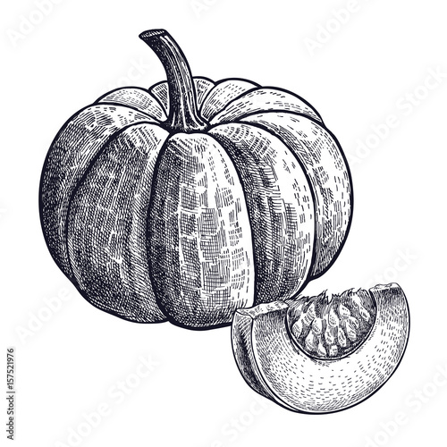 Pumpkin. Hand drawing of vegetable. Vector art illustration. Isolated image of black ink on white background. Vintage engraving. Kitchen design for decoration recipes, menus, signage shops and markets