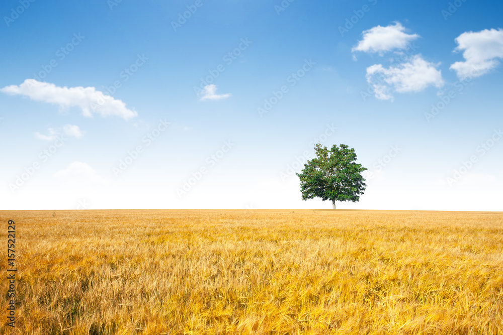 campagne champ arbre blé céréale printemps ciel bleu repos calme paysage nature vert horizon agriculture bio culture sain santé