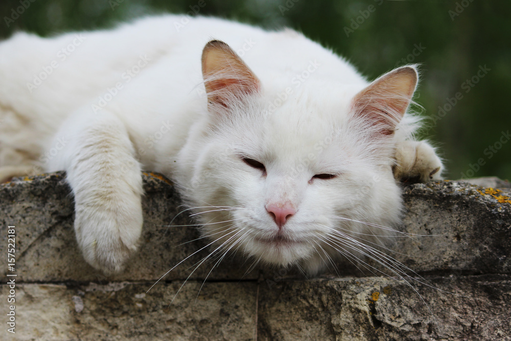 white single homeless cat with orange eyes is posing outdoors on a sunny day white single homeless cat with orange eyes is posing outdoors on a sunny day