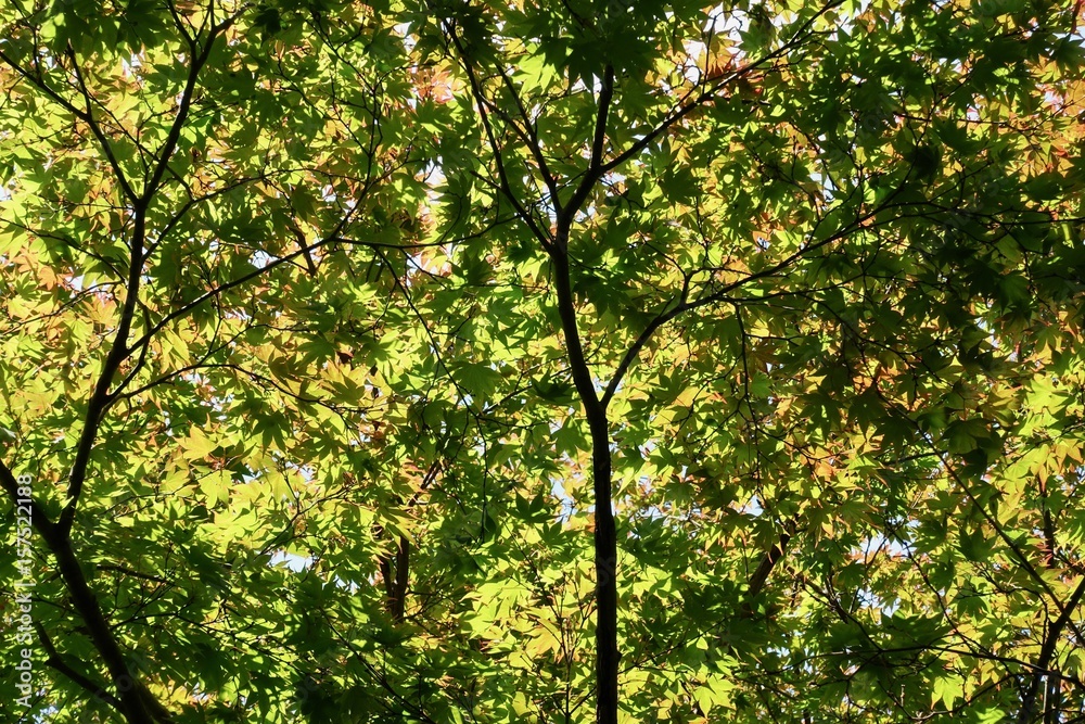 Fototapeta premium 新緑の雑木林