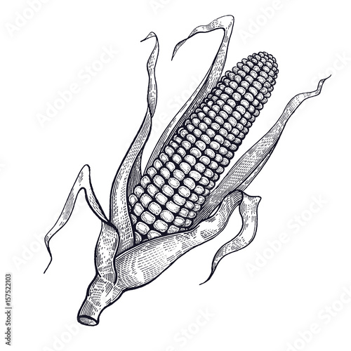 Corn. Hand drawing of vegetables. Vector art illustration. Isolated image of black ink on white background. Vintage engraving. Kitchen design for decoration recipes, menus, sign shops and markets