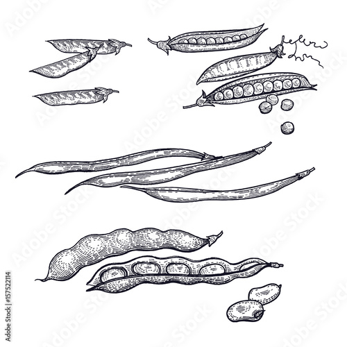 Beans set. Peas and variety of beans isolated black print on white background. Vintage engraving. Vector illustration art. Hand drawing of food.  Kitchen design for decoration recipes, menus, markets