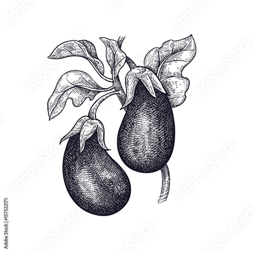 Eggplant. Hand drawing of vegetable. Vector art illustration. Isolated image of black ink on white background. Vintage engraving. Kitchen design for decoration recipes, menus, sign shops, markets.