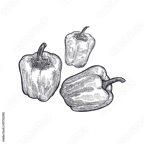 Pepper. Hand drawing of vegetable. Vector art illustration. Isolated image of black ink on white background. Vintage engraving. Kitchen design for decoration recipes, menus, sign shops, markets.