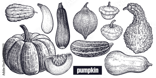 Various of Pumpkin. Chayote, Squash, Zucchini, Hubbard squash, Bush pumpkin, Crookneck, Butternut. Hand drawing. Vector art illustration. Black and white. Vintage engraving vegetables. Kitchen design