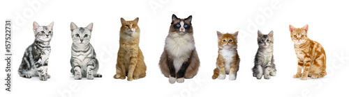 Photography A group of cats of different breeds sitting in a raw in a white background