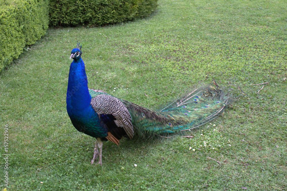 Fototapeta premium A peacock in the garden