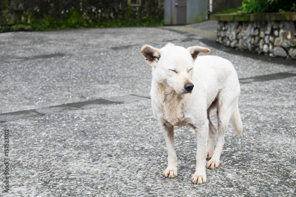 Fototapeta premium A white dog close his eyes