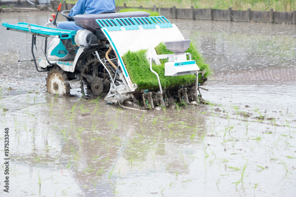 Obraz premium 田植え