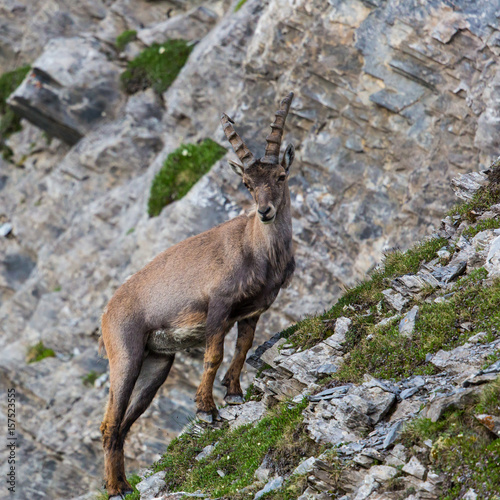Natural alpine ibex standing in mountain rocks