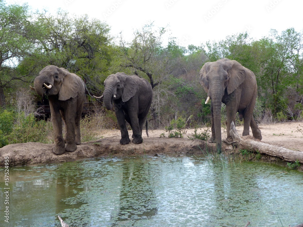 Fototapeta premium Trois éléphants au point d'eau 