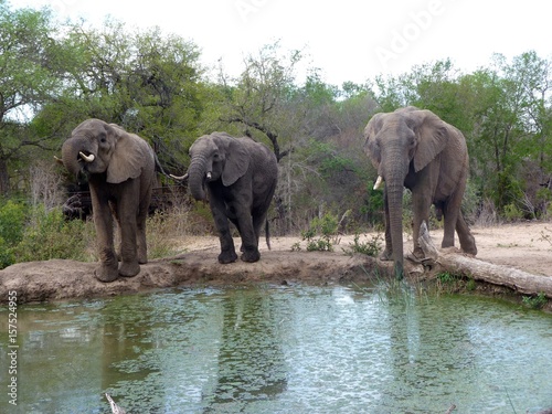 Trois éléphants au point d'eau 